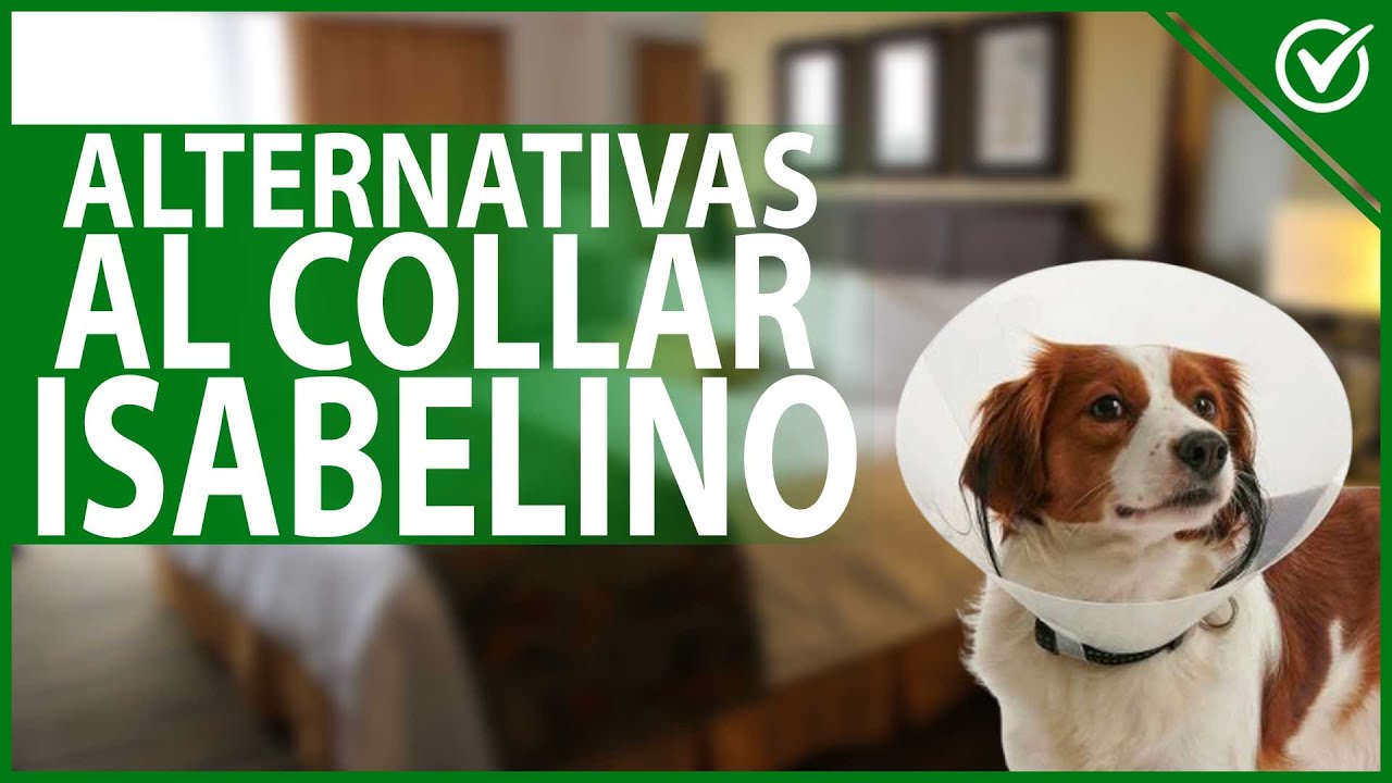 alcohol ensayo servir 🐶 Cuáles Son las Alternativas Al Collar Isabelino para Perros En  Tratamiento 🐶 - YouTube