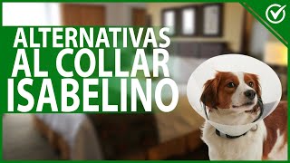 Cuáles Son las Alternativas Al Collar Isabelino para Perros En Tratamiento