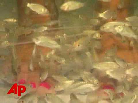 Fish Snacking on Feet? the Latest Spa Craze