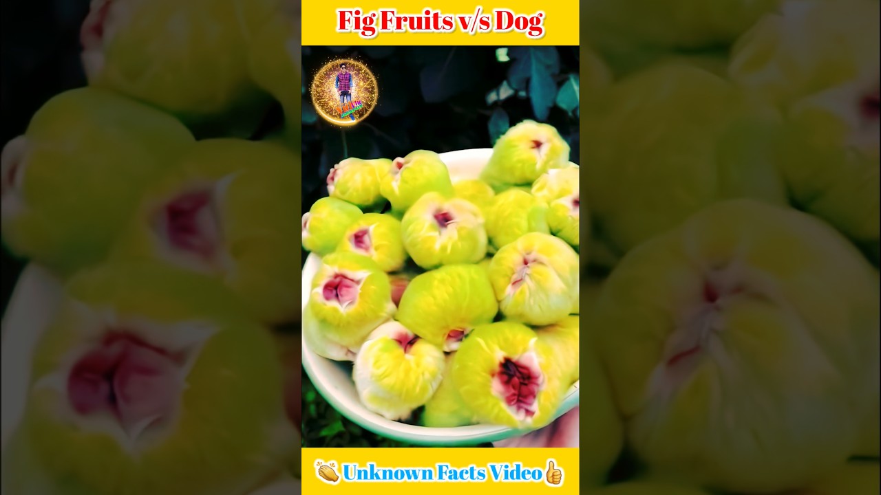 Fig fruits vs dog unknown facts funny video 