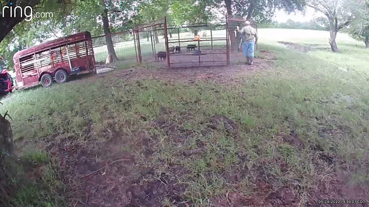 Spradling Hog Trap 92