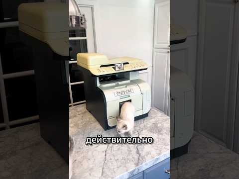 Кошку скопировали — вышло пять котят. ##shorts