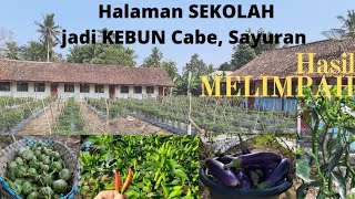 Manfaatkan Lahan Tidur Di Sekolah Petani Cabe Untung Puluhan Juta Rupiah Dalam Sebulan