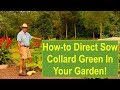 Basic Gardening Tips: How-to Direct Sow Collard Greens in Your Garden!