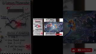 DNA Replication Explained | Leading & Lagging Strand Mechanism @NabeelArifBiologist Part 1