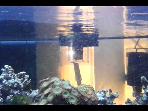 reef octopus bh 100f