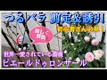 つるバラ🌹✨ピエールドゥロンサール【剪定&誘引】壁面フェンスにバシッと仕立てる🌹冬管理開始⛄ver.2020