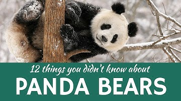 Giant and Red Panda: Presenting 12 Interesting Facts about Rare Animals