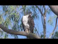 The Bonelli&#39;s eagle