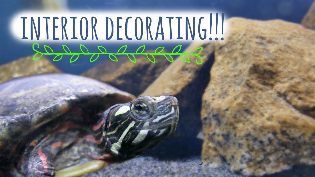 Live Plants in a Turtle Tank? - Decorating the Turtle Aquarium