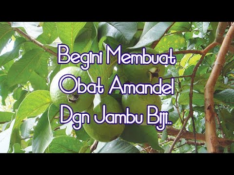 Cara Menyembuhkan Amandel Dengan Cepat Menggunakan Jambu Biji - YouTube