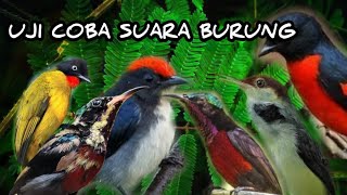 Uji coba,Suara pikat burung andalan ,dan ini hasilnya