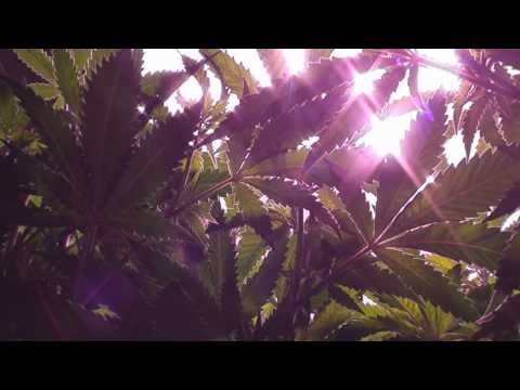 CCTV#7: Nursery to Dispensary - Pink House, The Ch...