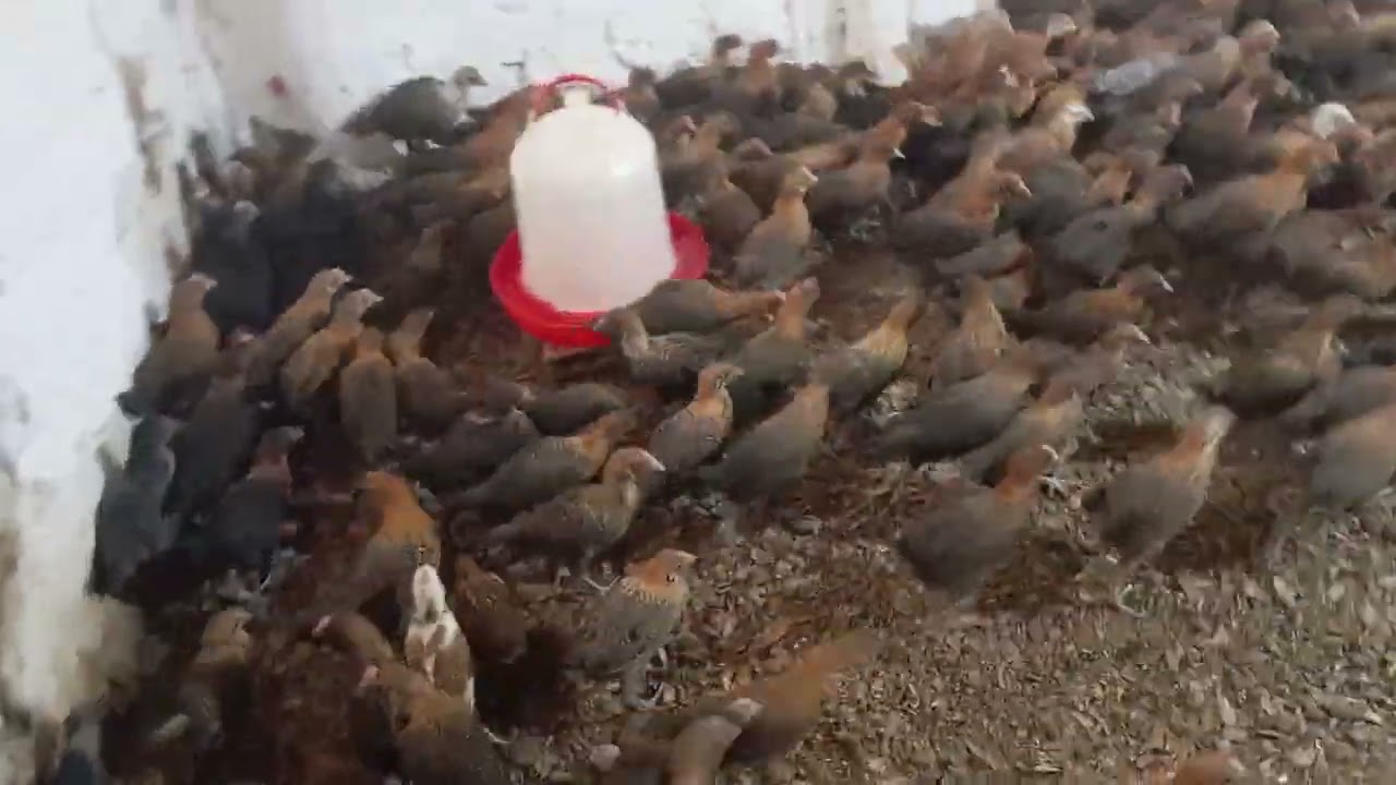 سلام وعليكم لاخوان متوفر فلوس فيومي داهبي حر للبيع رقم الهاتف ولوتساب 0622234716