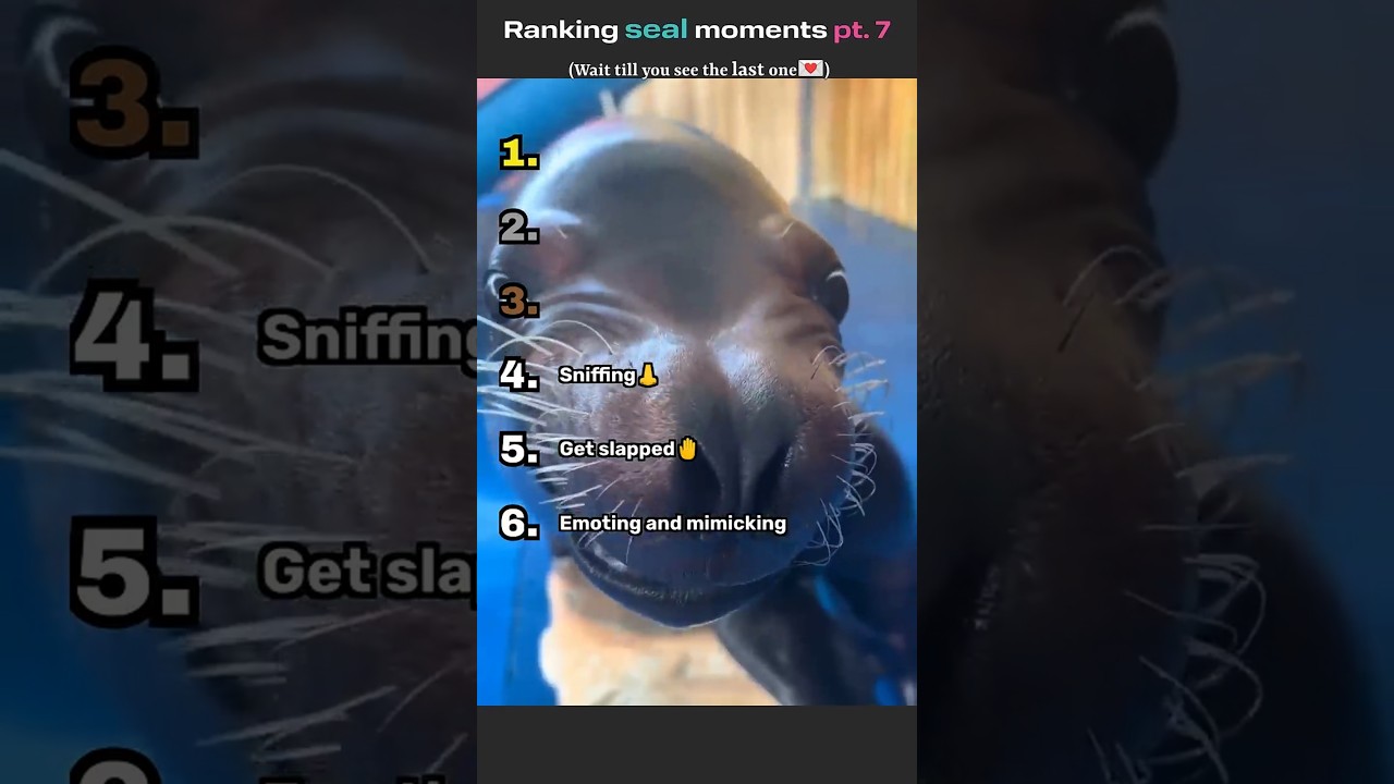 Ranking seal moments pt. 7 