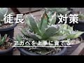【初心者必見】アガベの徒長の原因！育て方を学んで好みの形に【Agave チタノタ】