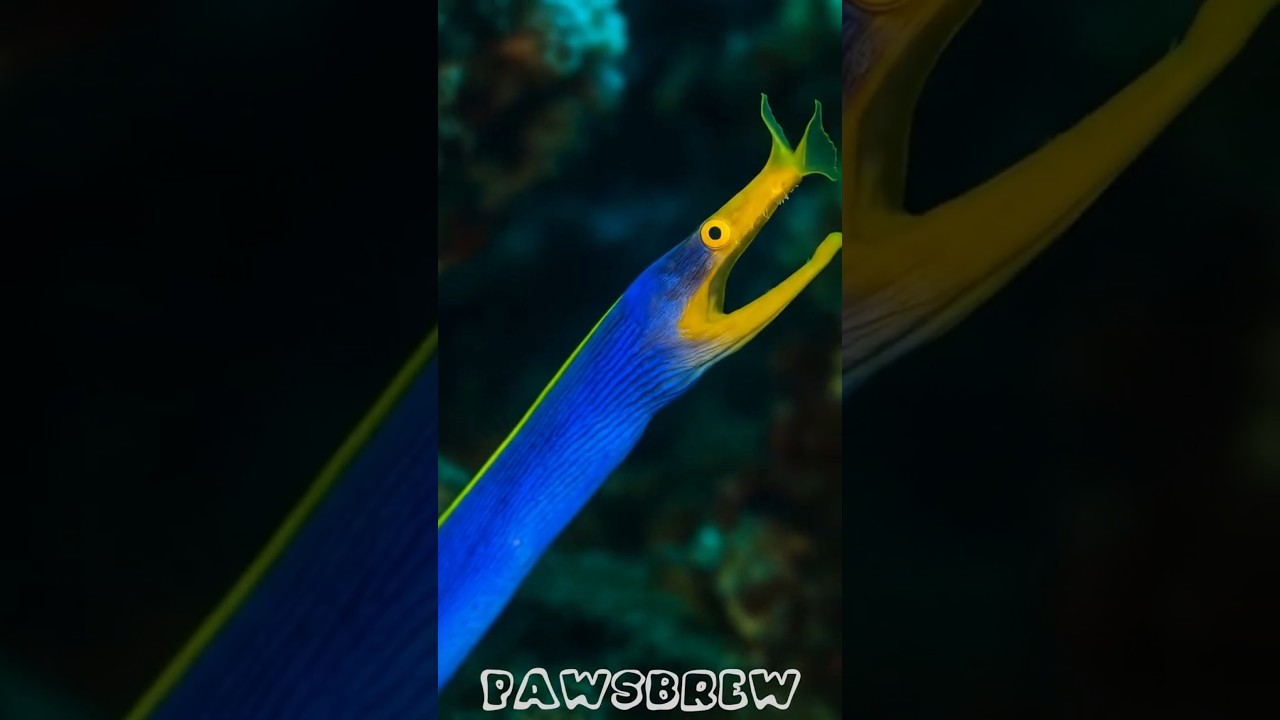 Beautiful Wild Animal Growth Transformation!