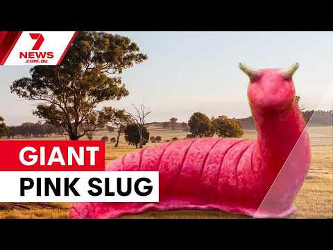 Narrabri, NSW pushes for giant pink slug to be Australia’s next great big thing | 7NEWS