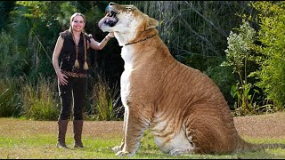 Гибрид льва и тигра - Лигр! Лигр и другие гибриды. Самый большой кот в мире.