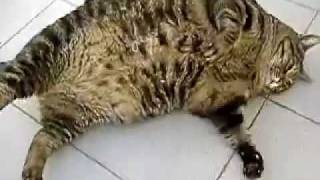 Кот-бегемот или FAT CAT.avi