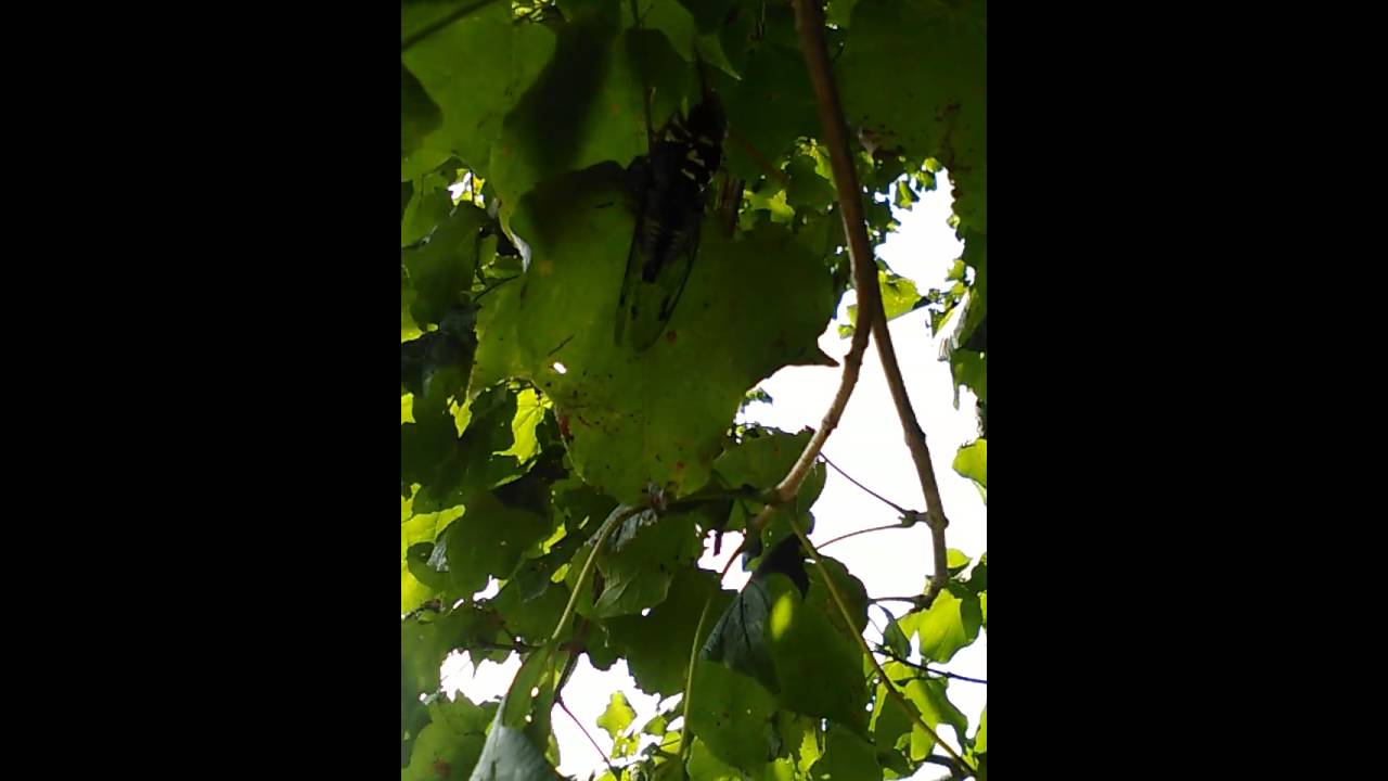 camera iphone 8 plus apk Cicada wasp and cicada