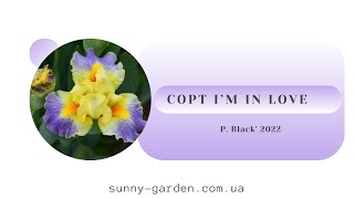 Сорт I’M IN LOVE, P. Black' 2022