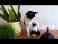 Cat and a plasma globe