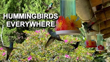 Thousands of Hummingbirds Swarm These Feeders Every Day 4K