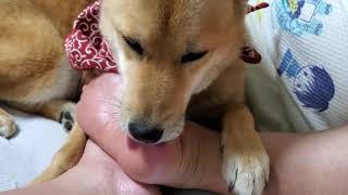 愛犬ノグリ今日の足舐め！　Pet dog Noguri today licking feet　That previously recorded the highest number of views