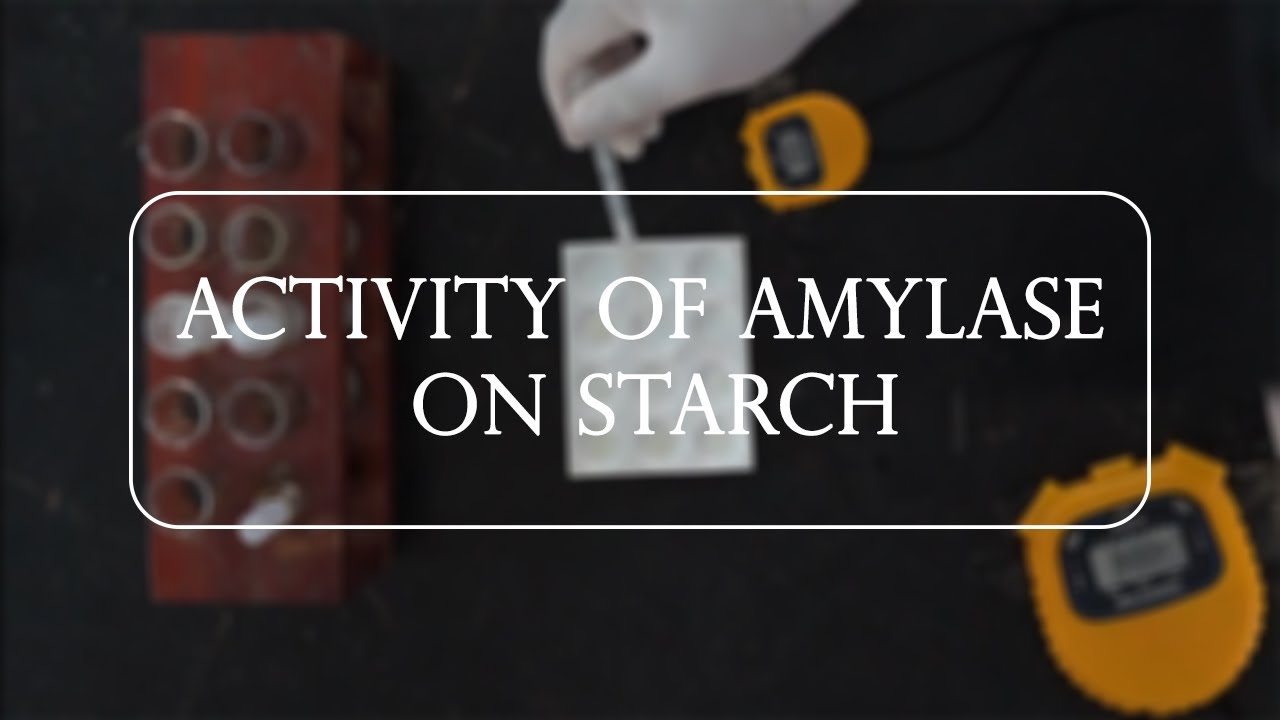 Activity of Amylase on Starch - YouTube