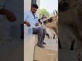 Jai Gau Mata 🙏🙏/#shorts #cow #cowshorts #cowvideos #cowvideo #animalontheway #gaumata #village #aww