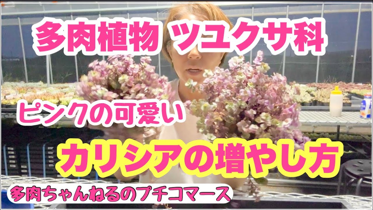 多肉植物】ピンクの可愛い葉っぱ💖カリシアロザートの増やし方💖2024年