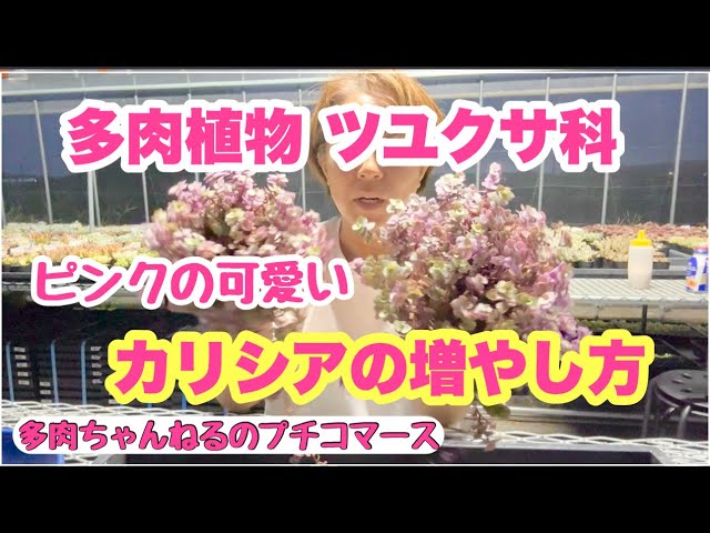 多肉植物】ピンクの可愛い葉っぱ💖カリシアロザートの増やし方💖2024年