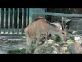 Safari Park Pombia - nuovo video