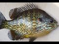 Canoe Kanawauke Lake & A Big Bluegill