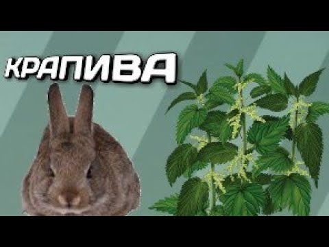Можно ли кроликам крапиву? | Кролик ТВ