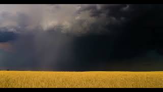 Golden Fields Beneath the Storm | Dark Summer Clouds & Distant Thunder | Calm Before Storm (3 Hrs)