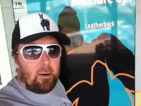 TheDailyWoo - 197 (1/14/13) Loggerhead Turtles !
