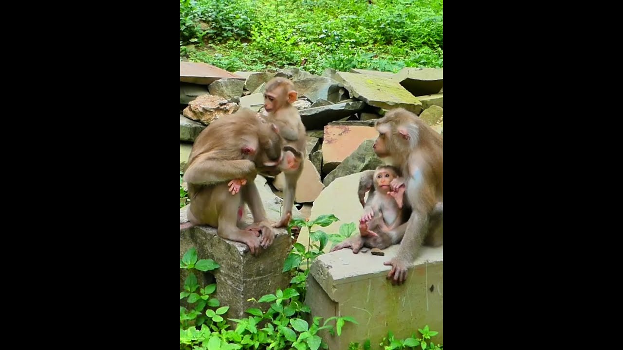 07 27 25 Monkey Discovery 002 Newborn Babymonkey Joyce Monkeylife Abandoned Wildife Jacee