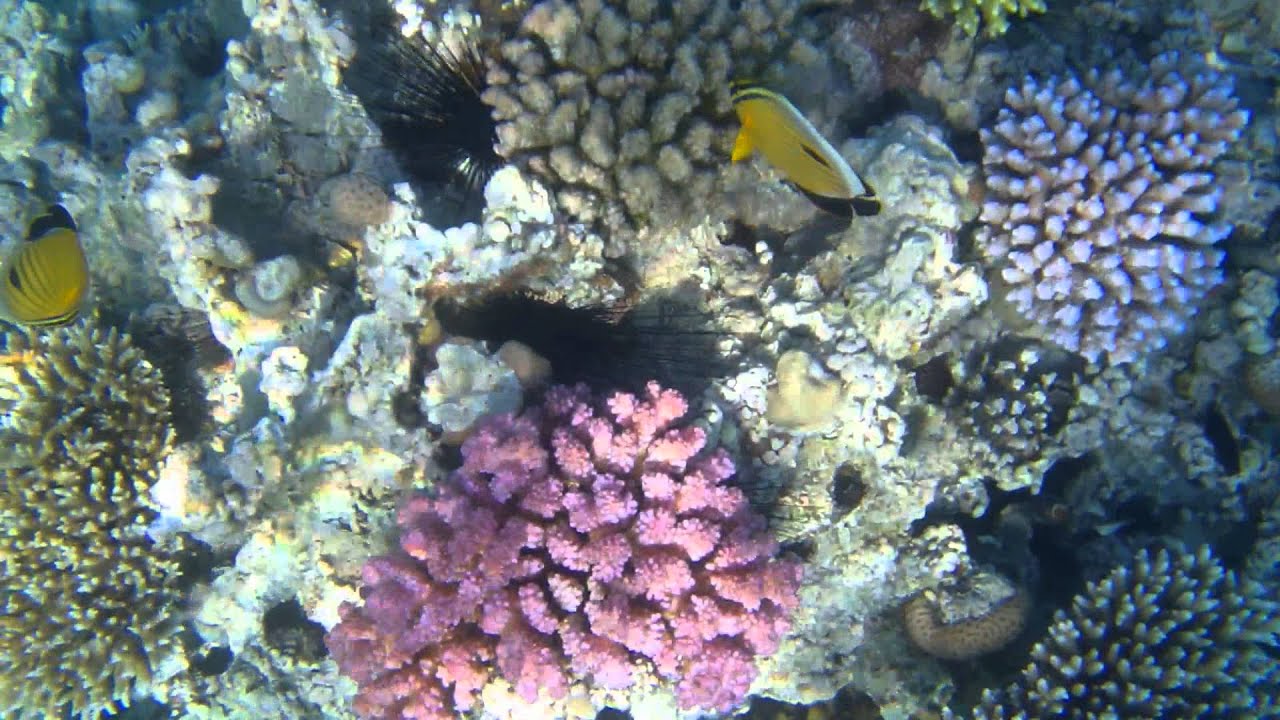 Coral video