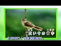 なさけ雨 若山かずさ