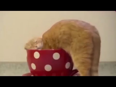 try-not-to-laugh-with-funny-animals😻🐶---awesome-cat-compilation-#5