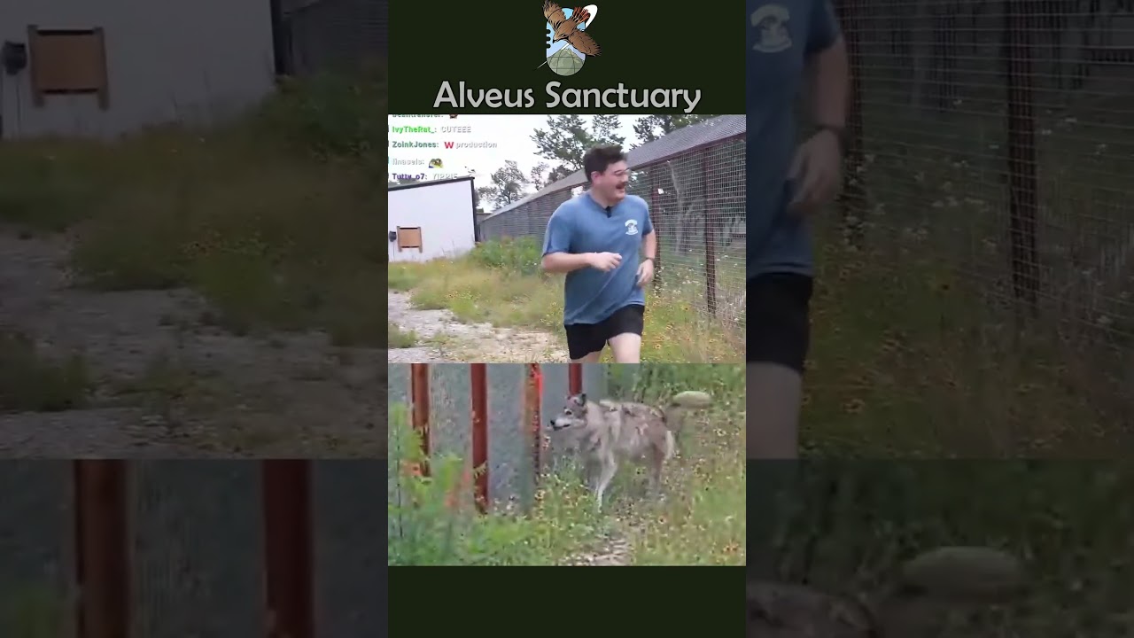 Ted Nivision runs with the beasts 🐺#alveussanctuary #mayahiga #tednivison