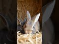 🐇 Cute Rabbits Hidden In Hay - The Unexpected Bunny Adventure!