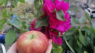 Muci̇zevi̇ Bi̇r Şeki̇lde Etki̇ Eden Sivi Çi̇çekleri̇m 12Ay Açiyor Sardunya Atlas Çi̇çeği̇ Ceylangözü Suculent