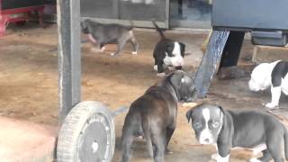 4 week old pitbull puppies feeling themselves