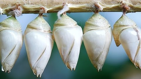 Episode #071 - Nested Forms with Cocoon