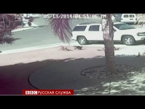 Кошка спасла мальчика от нападения собаки BBC Russian