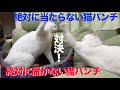 【ほこ×たて】絶対に当たらない猫パンチVS絶対に届かない猫パンチ　The funny cat boxing