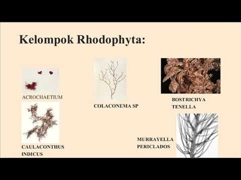 Phytoplankton : Rhodophyta by Amelia